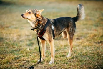 Reasons for Limb Amputation and How to Help Rehabilitate Your Pet