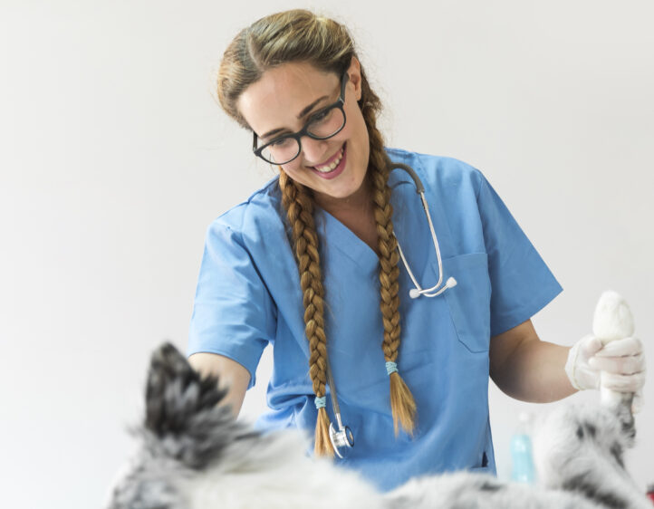 taking care of pet