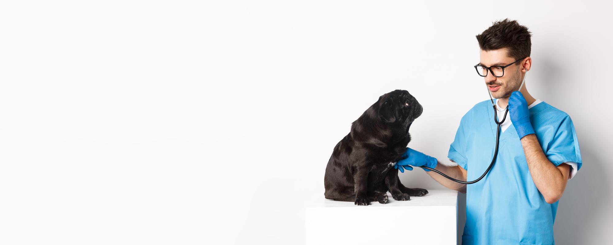 doctor-veterinarian-smiling-examining-pet-vet-clinic-checking-pug-dog-with-stethoscope-