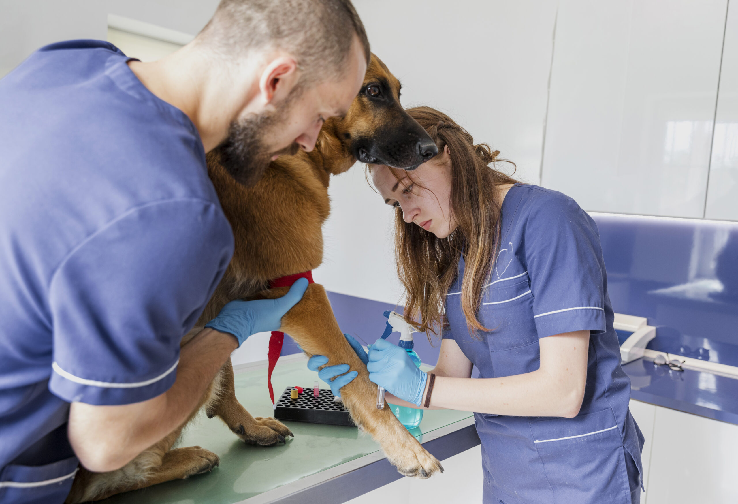 pet health concern
