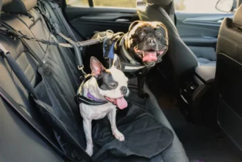 Animal companion